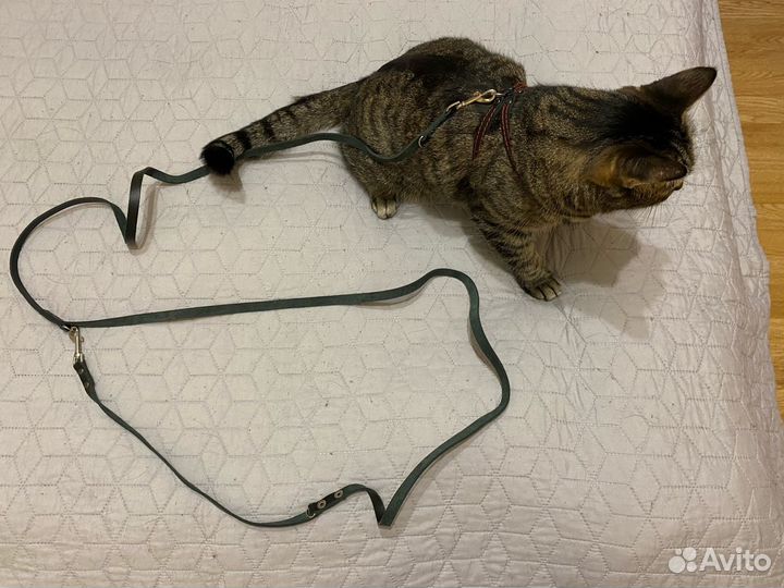 Шлейка для кота