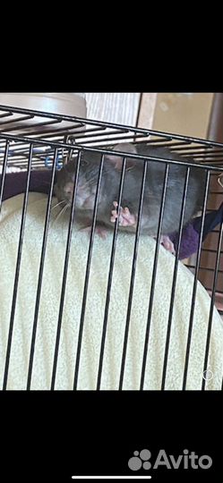 Крысы дамбо