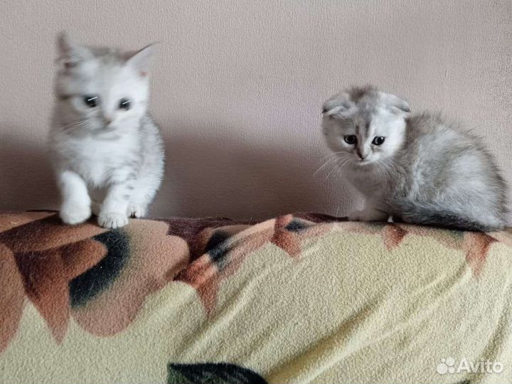Манчкин черепаховые девочки