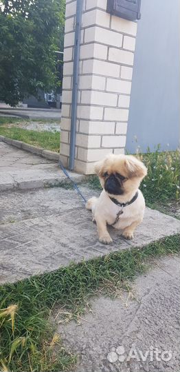 Вязка пекинес