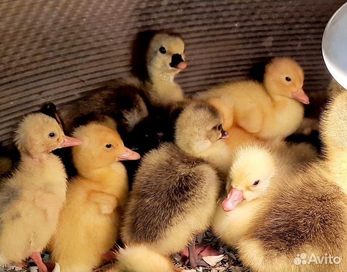Цыплята утята индюшата крольчата
