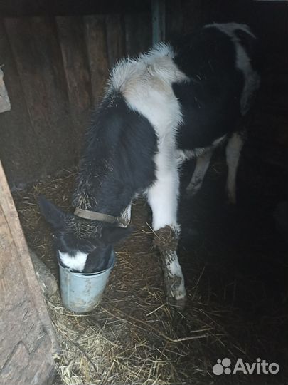 Продаем бычка