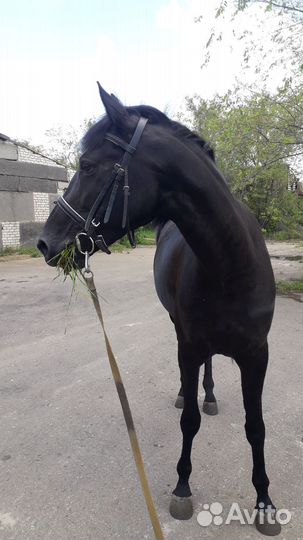 Продается вороная кобыла, лошадь