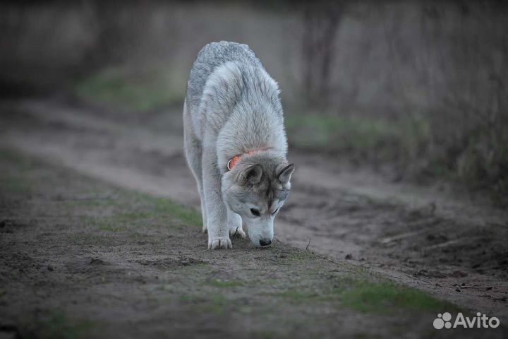 Сибирский хаски, девочка