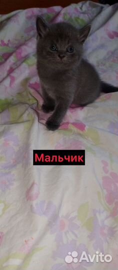 Продам котят шотландские