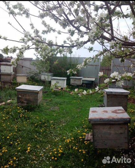 Пчелосемьи, отводки Среднерусской пчелы