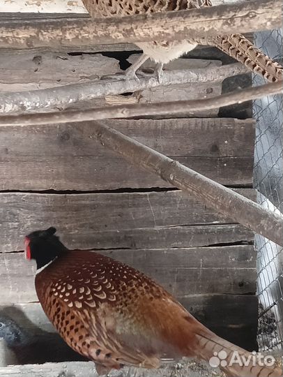 Фазан охотничий, румынский