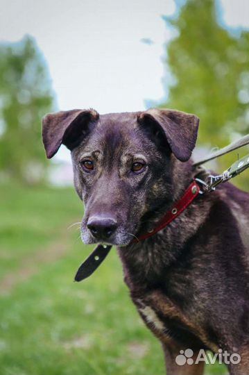 Пес из приюта, Федор ищет семью