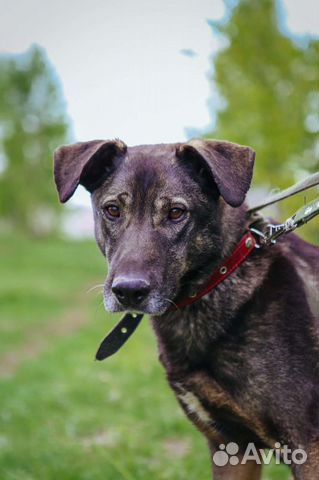 Пес из приюта, Федор ищет семью