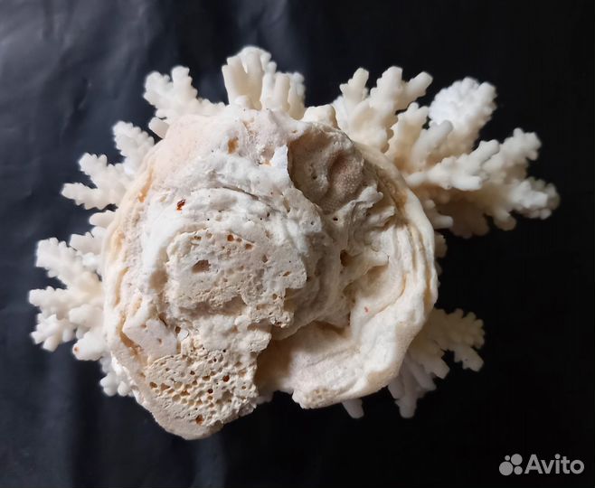 Морские кораллы