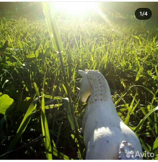 2 лошади шляйх