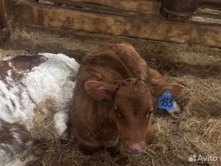 Телята бычки мясного направления