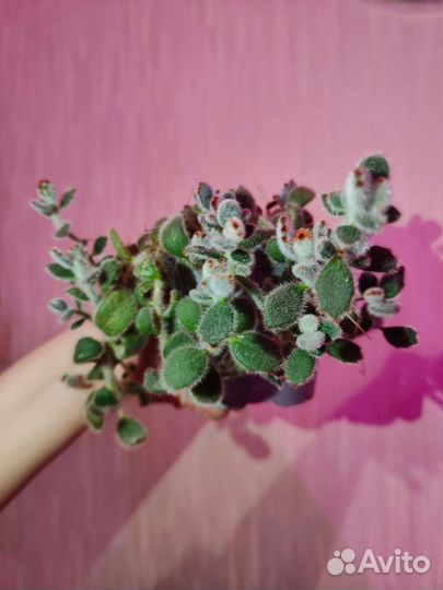 Суккуленты и кактусы