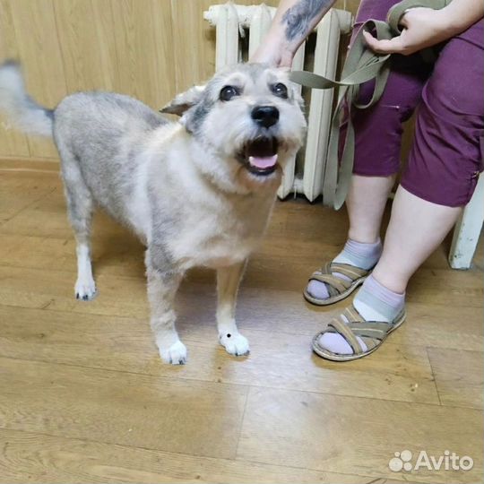 Собака в добрые руки отдам бесплатно