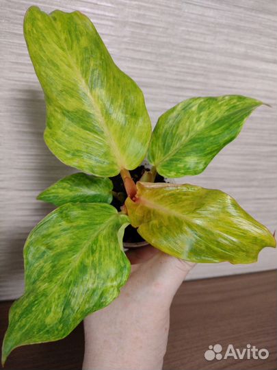 Филодендрон Карамель Крем