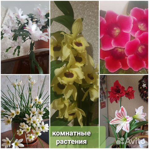 Комнатные цветущие растения купить в Иркутске | Товары для дома и дачи ...