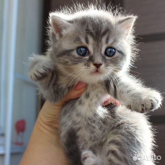 Шотландец вязка