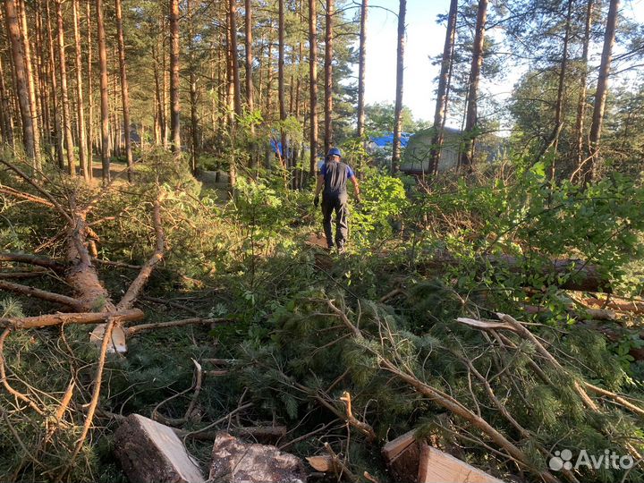 Спил деревьев