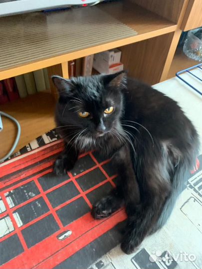 Кошка потерялась