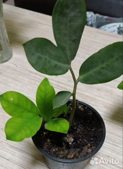 Замиокулькас