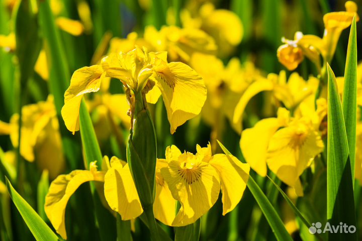 Растения для пруда и биоплато. Часть 1