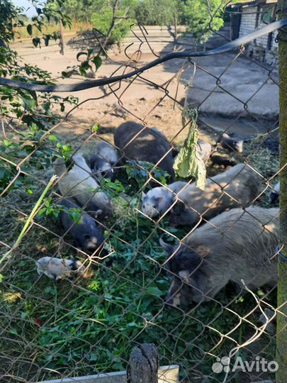 Вьетнамские поросята