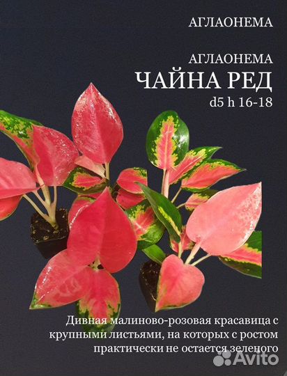 Аглаонема розовые сорта живые растения