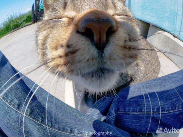 Передержка животных(собак, кошек)