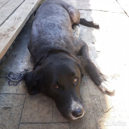 Собака в добрые руки