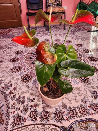 Антуриум (мужской цветок) Приносит счастье, достат