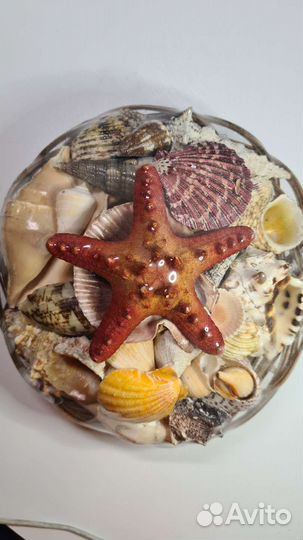 Набор ракушек