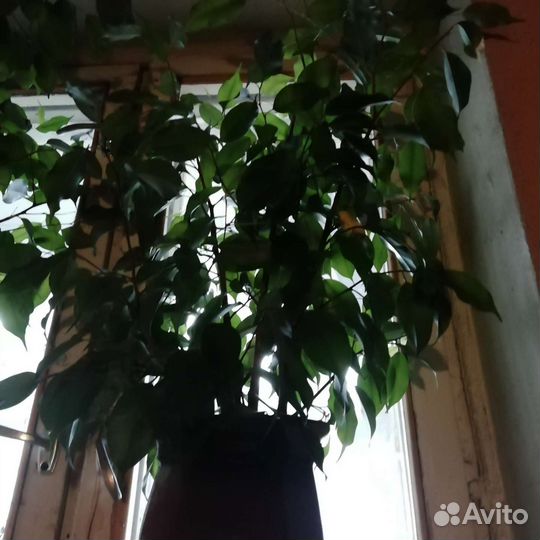 Фикус бенджамина