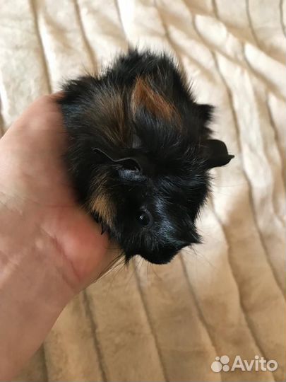 Морская свинка розетка