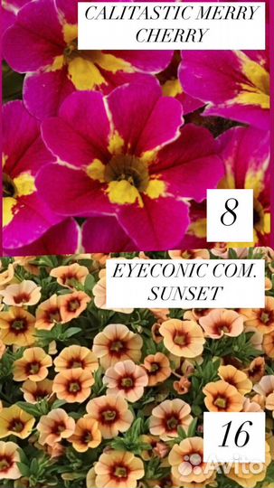 Укорененные черенки калибрахоа