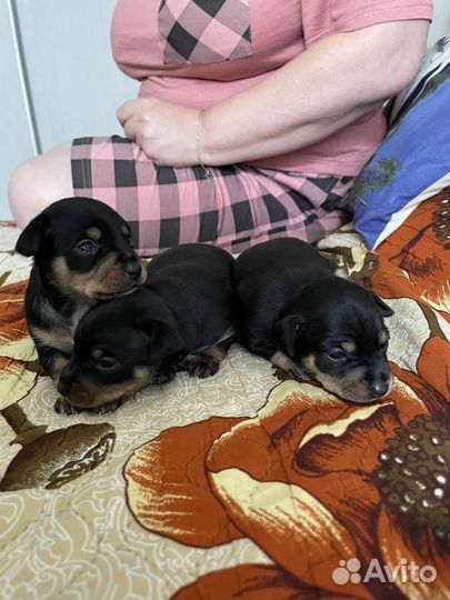 Той-терьер щенки