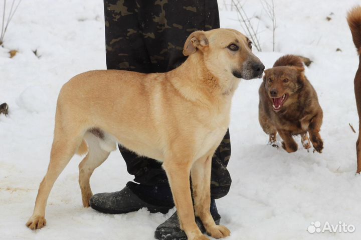 Собака