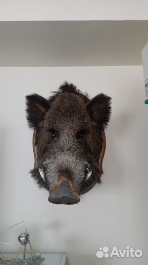 Чучела животных