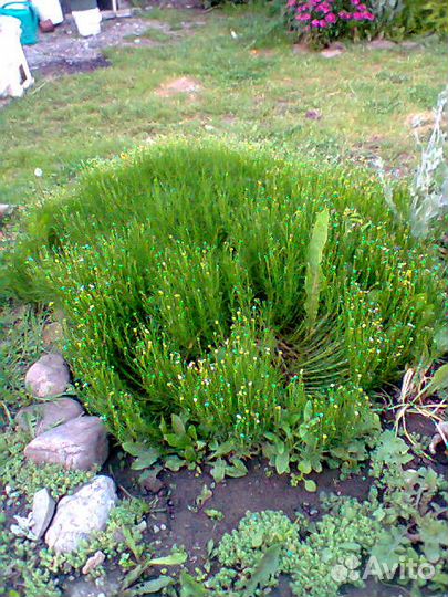 Продаю растения