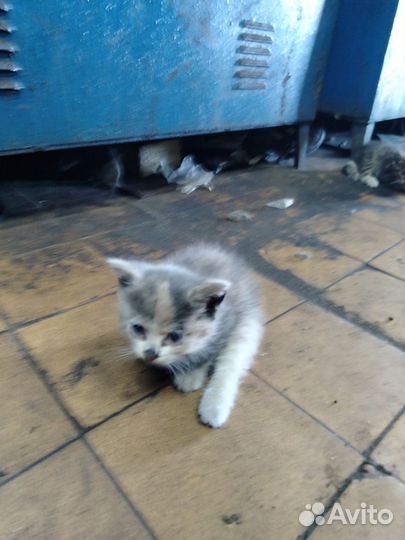 Котята в добрые руки даром бесплатно