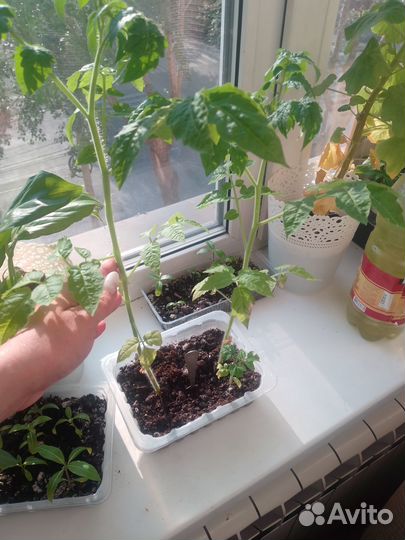 Помидоры на подоконнике