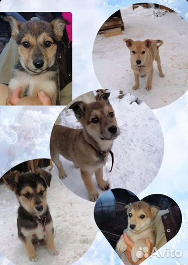 Щенки тоже хотят домой