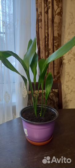 Бенджамина