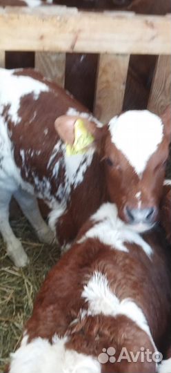Телята с доставкой до двора за наш счёт