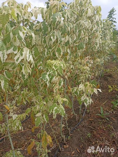 Клён фламинго