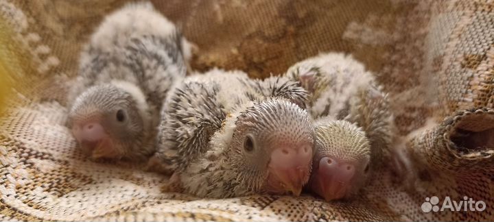 Волнистый попугай