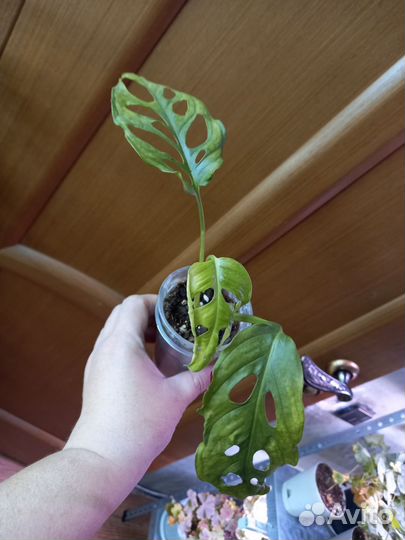 Комнатные растения набор#2