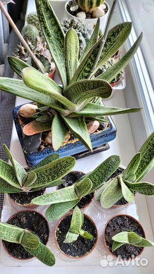 Комнатные цветы Суккулент Гастерия Дювал