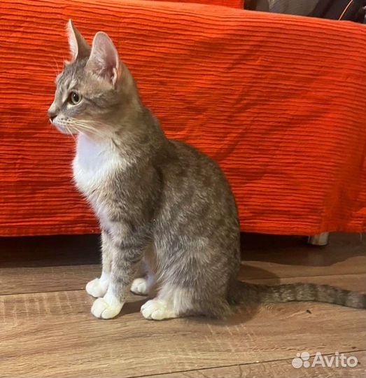 Кошечка Грейс из гаражей. Принцесса ждёт чудо
