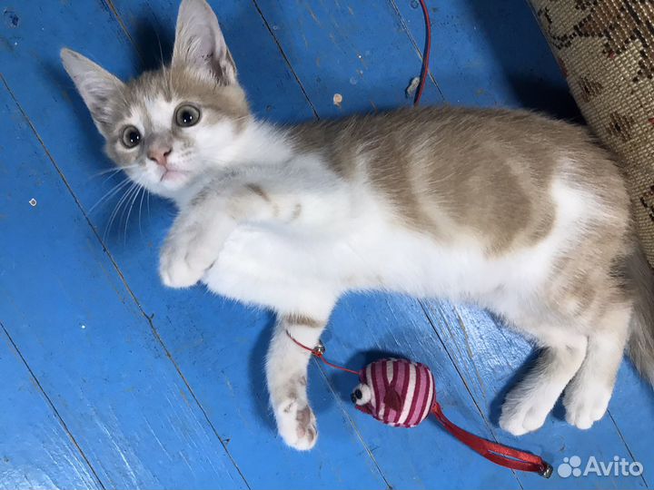 Отдам котенка бесплатно (Могу привезти)