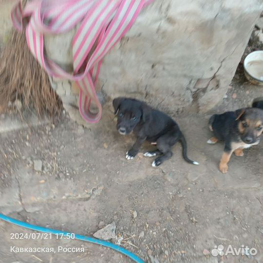 Собака в добрые руки отдам бесплатно